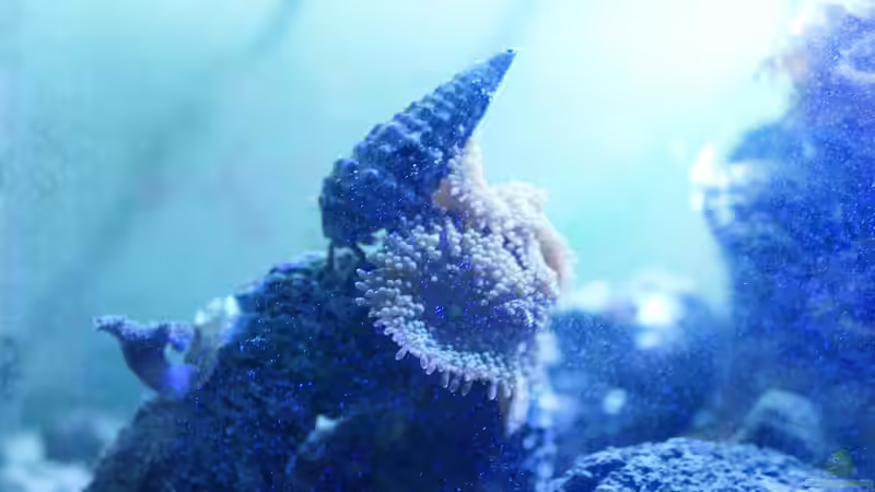 Krebse im Aquarium halten (Einrichtungsbeispiele für Krebs-Aquarien)