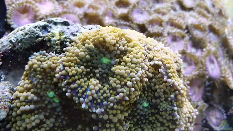 Riccordia florida von GiZZ55 (3)