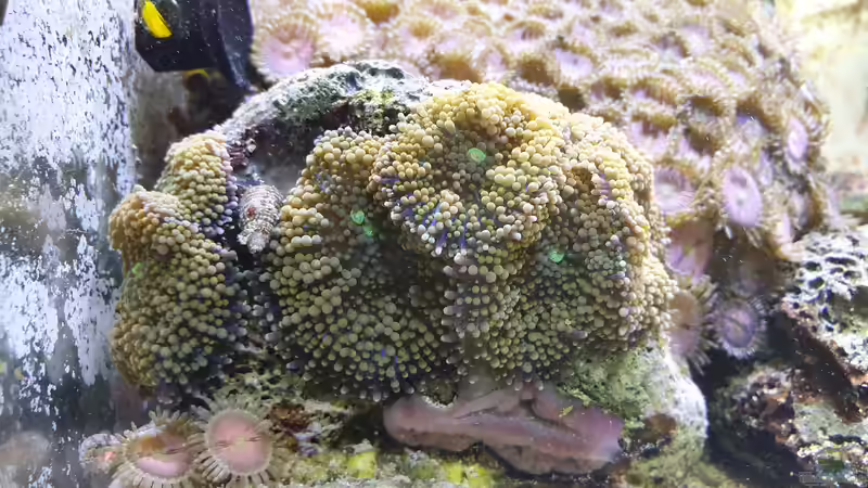 Riccordia florida von GiZZ55 (4)