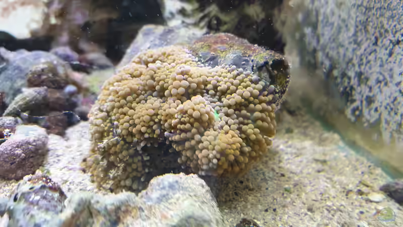 Riccordia florida von GiZZ55 (5)