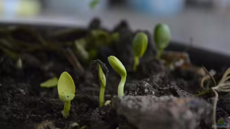 Richtig kompostieren: Wie funktioniert das eigentlich?