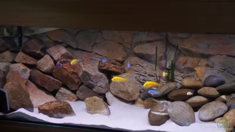 Richy´s Aquarium von Richy (1)