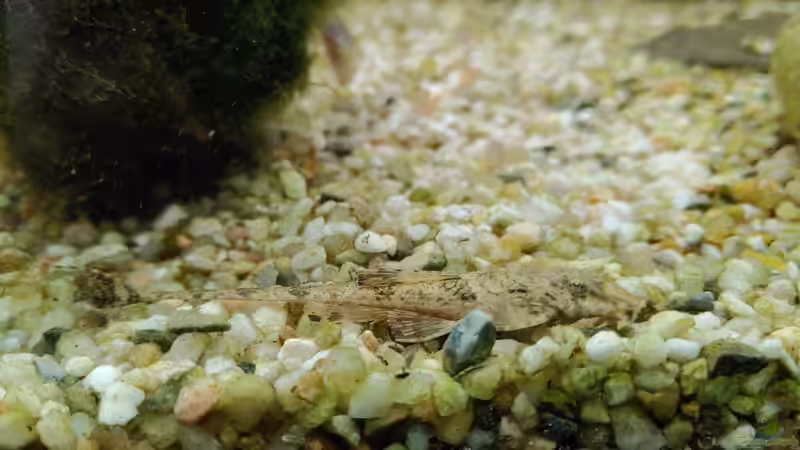 Rick der Wels 3 von Juno (28)