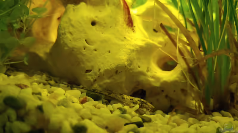 Rick der Wels und Garnele von Juno (16)