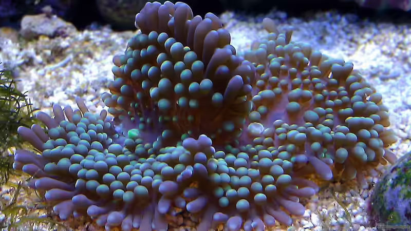 Ricordea bei der Teilung von snoopy2008 (9)