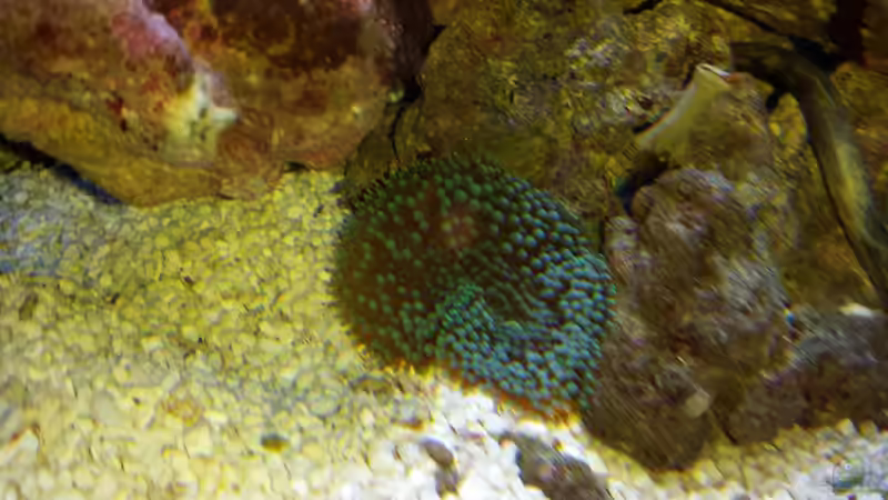 Ricordea florida von Amazonasbecken.eu (34)