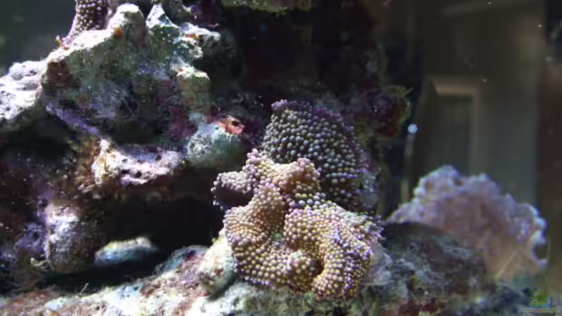 Ricordea florida von Salzeritis (12)