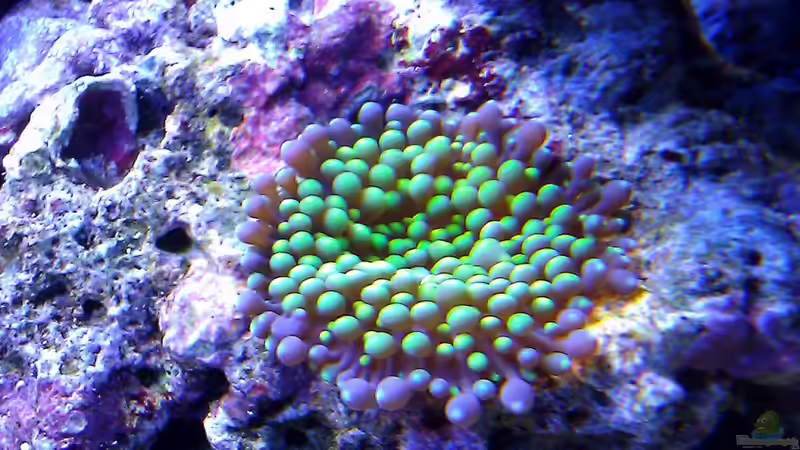 Ricordea Florida von snoopy2008 (12)