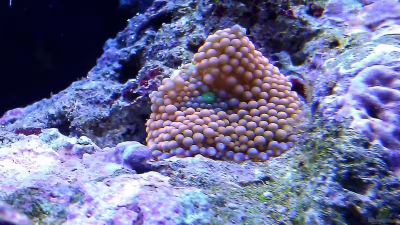 Ricordea Florida von snoopy2008 (13)