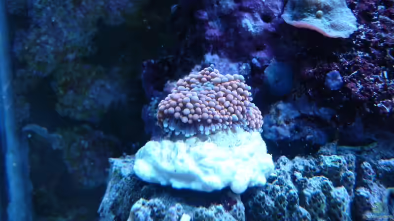 Ricordea März 2013 von Jane Vogeler (44)