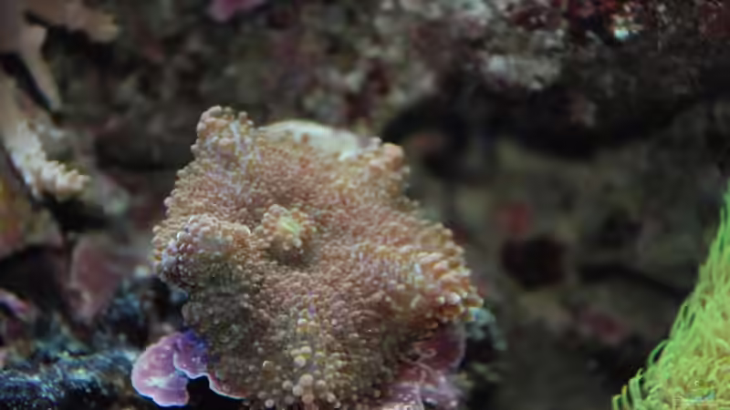 Ricordea sp. + von reefaddict (5)