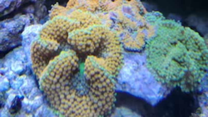 Ricordea von Andreas Stiller (59)