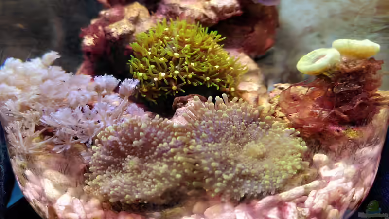 Ricordea von Stephi (6)