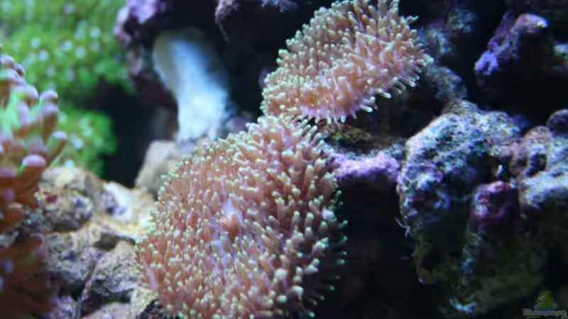 Ricordea von Susanne Axt (15)