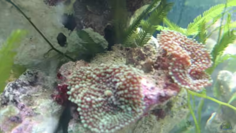 Ricordea von water13 (3)