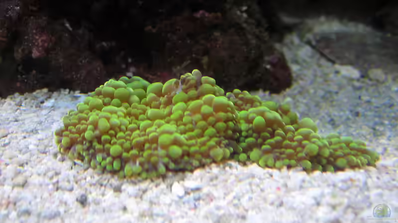 Ricordea yuma - Genoppte Scheibenanemone von MartinS (73)