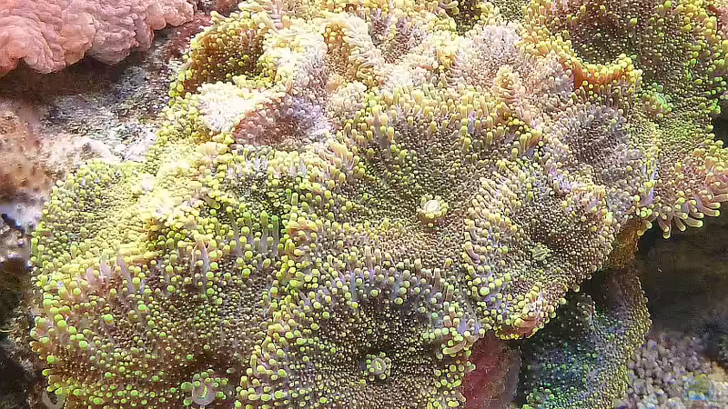 Ricordea yuma - Grüne Scheibenanemonen von Holger Höhn (11)