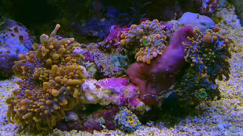 ricordea yuma  von Helmut Kreutmayer (7)