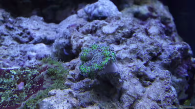 Ricordea Yuma greenstripe von Dr. Manhattan (13)