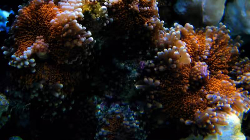 Ricordea Yuma naranja von Malawigo (15)