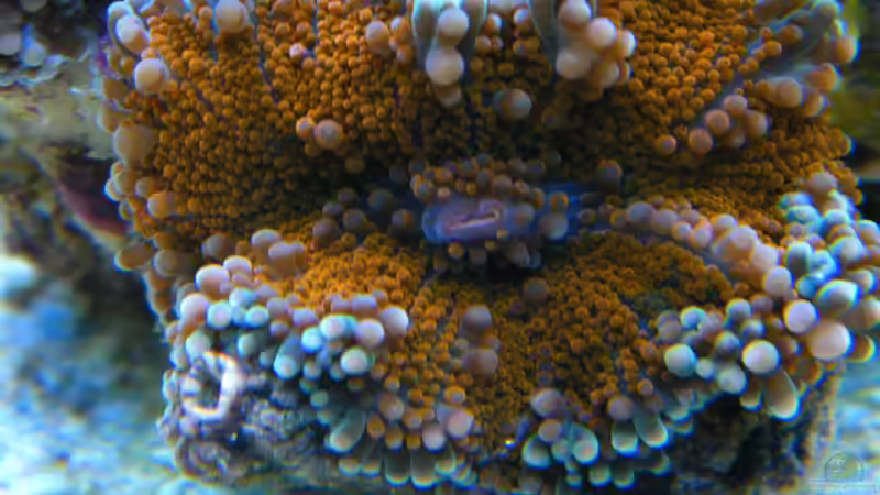 Ricordea Yuma naranja von Malawigo (24)