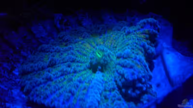 Ricordea Yuma unterm Blaulicht von Maverick0815 (9)