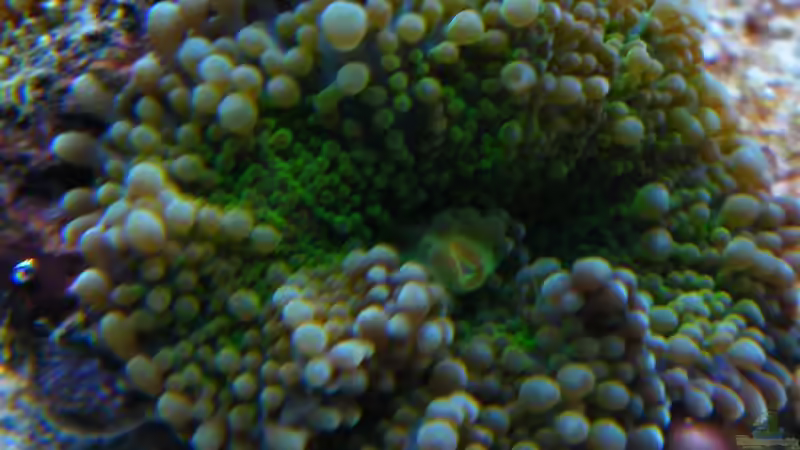 Ricordea Yuma verde fluorescente von Malawigo (14)