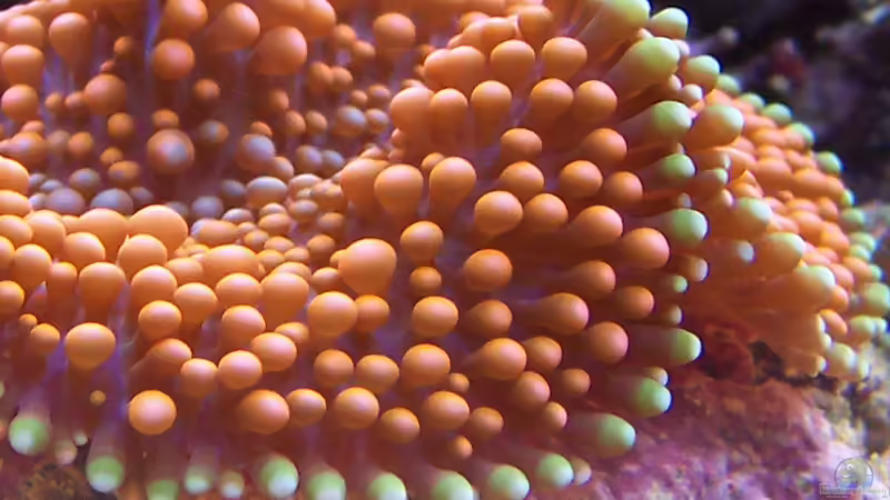 Ricordea Yuma von .uschi (15)