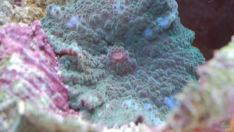 ricordea yuma von FrischFisch (13)