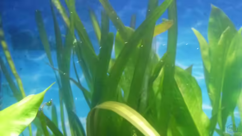 Riesen - Sumpfschraube von Mc.Maurer (12)