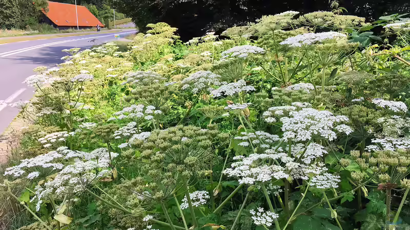 Riesen-Bärenklau: So soll die invasive Pflanze bekämpft werden
