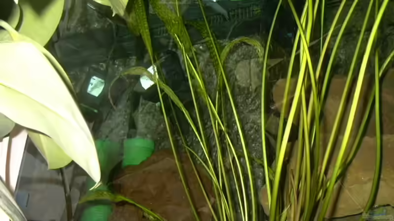 Riesen-Cryptocoryne von Thomas Kowollik (3)