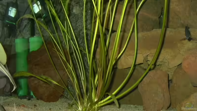 Riesen-Cryptocoryne von Thomas Kowollik (4)