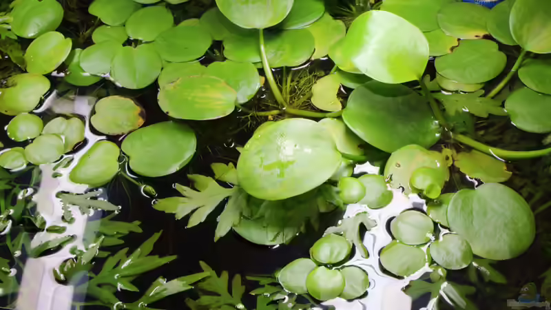 Riesen Froschbiss :D von Martin Ihde (18)