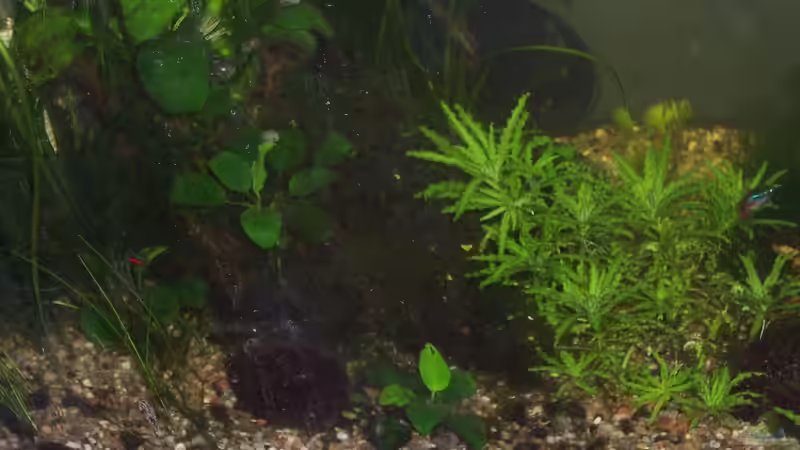 Riesen-Nadelsimse, Afrikanisches Zwergspeerblatt, Bonsa-Zwergspeerblatt, Gewelltblättriges von Jens J. (24)