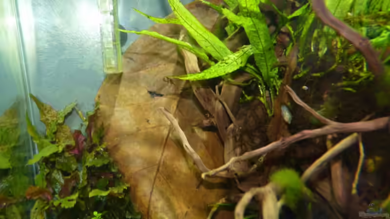 Riesen Seemandelbaumblatt von Josef Braun (24)