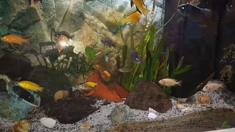 Riesen Valersenia von Kevin Engelsberger (14)