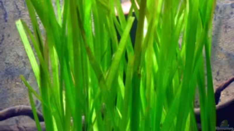 Riesen Vallisneria von Skalar8705 (14)