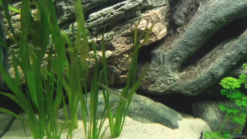 Riesen Vallisnerie und Spiralis von Hubert Demonty (9)