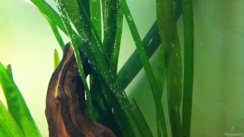 Riesen-Vallisnerie von Yejo (7)