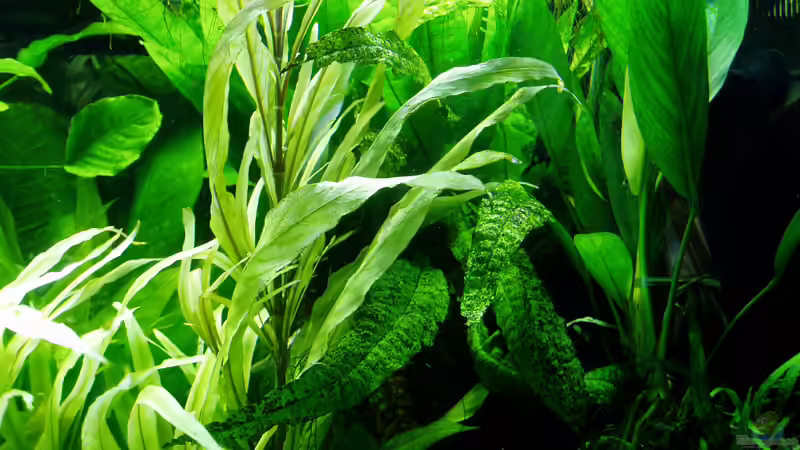 Riesen-Wasserfreund (links) und Breitblättriges Speerblatt (rechts) von Reiner Dr. Med. Jesse (41)