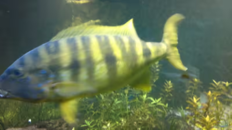 Riesenbarsch 08.07.2011 von buschen-stahl.de (26)