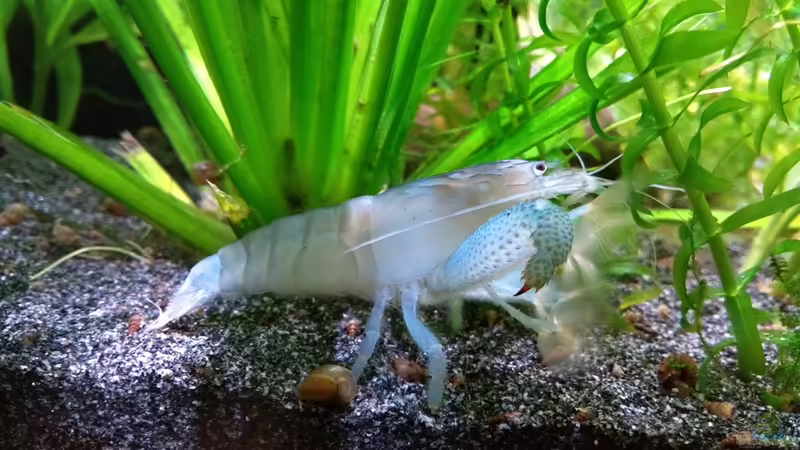 Riesenfächergarnele  von Stephy (20)