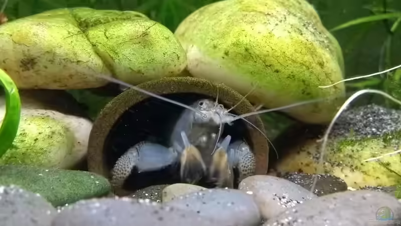 Riesenfächergarnele  von Stephy (21)