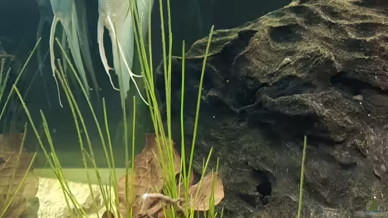 Riesennadelsimse  von Mel (8)