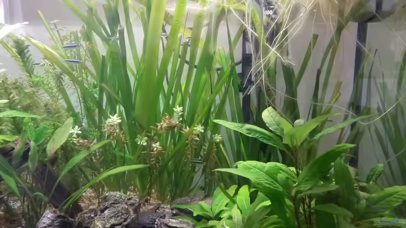 Riesenvallisneria - Vallisneria australis Gigantea und schmalblättrige Vallisneria von Dreadnought (15)