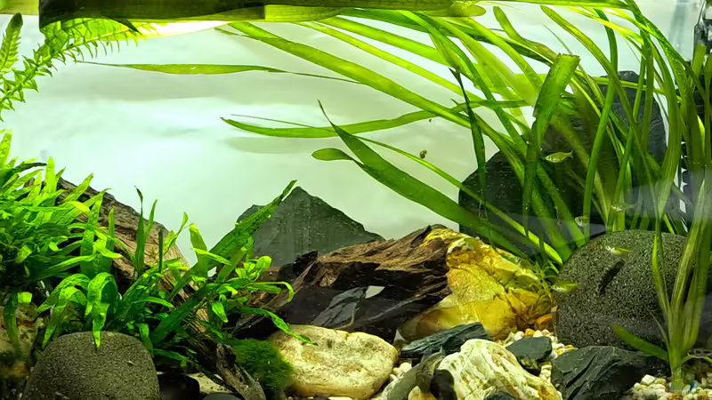 Riesenvallisnerie macht ihrem Namen alle Ehre von okefenokee (8)