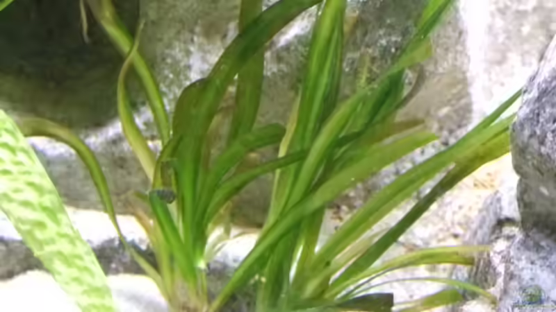 Riesenvallisnerie musste gestutzt werden von Joopde (8)