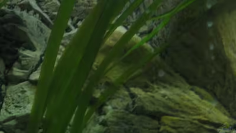 Riesenvallisnerie von Carsten Ziß (4)