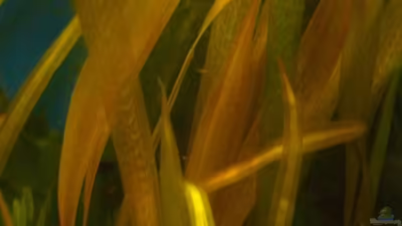 Riesenvallisnerie von Raphael Nelke (8)